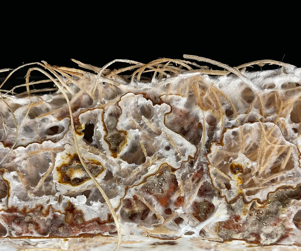 Mushroom macro photograph