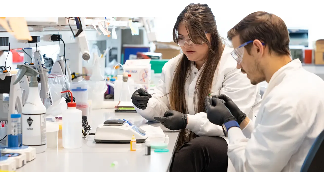two researchers working in the lab on microscopic scaffolds
