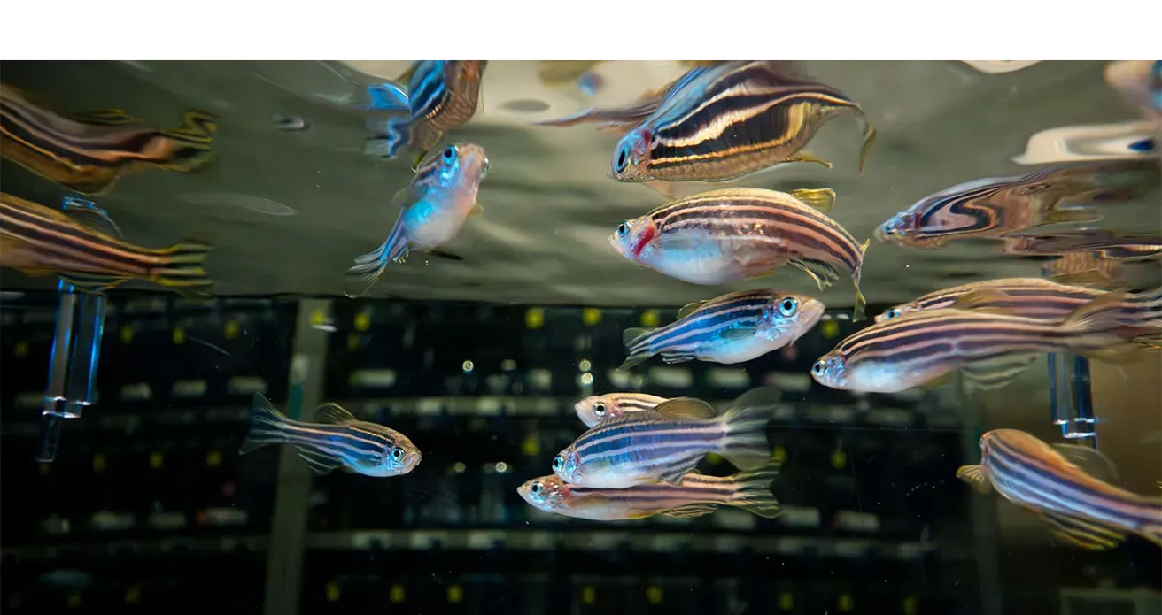zebra fish in a tank in a lab